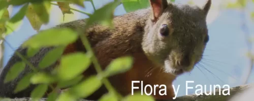 flora